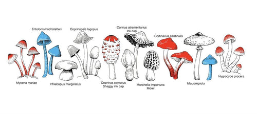 Enamel Mug - NZ Fungi
