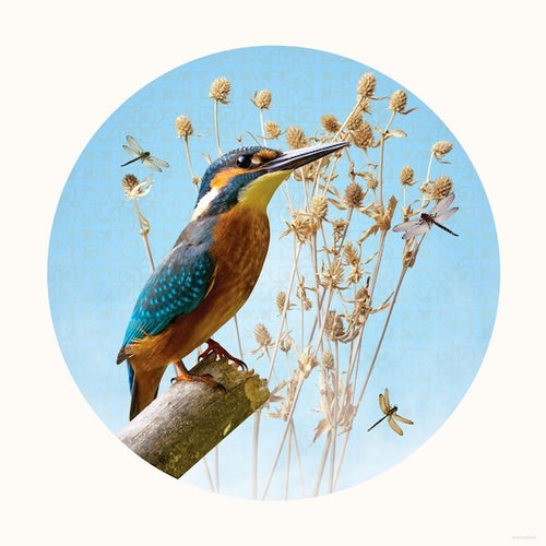 Mattboard - Mister Kingfisher
