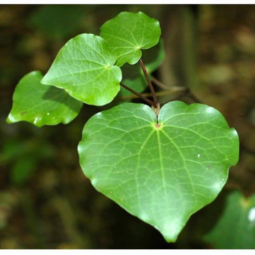 Sterling Silver Kawakawa Pendant