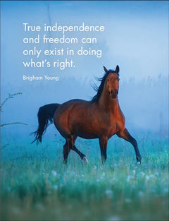 Horse Sense 24 Life Lessons & Stand