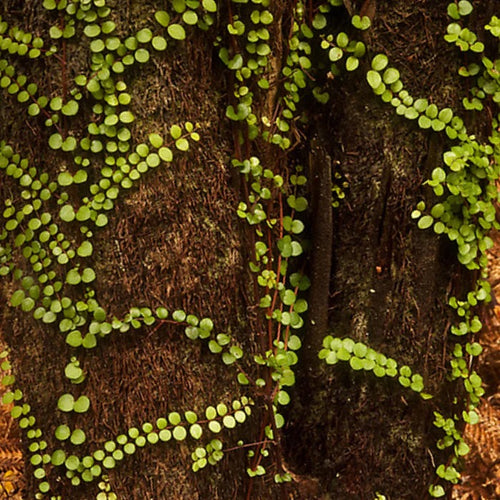 Recycled Glass Pendant Rātā Vine