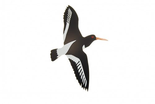 New Zealand Airways Oyster Catcher