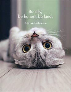 WISE CATS – 24 CARD PACK + STAND