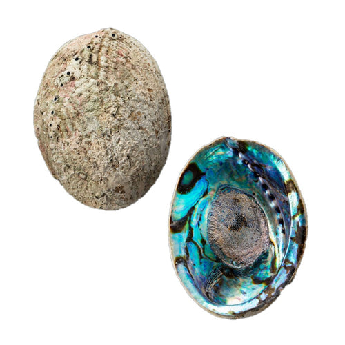 Earth Inspired Paua Shell Bowl