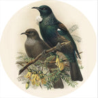 Native Bird Coaster/Placemat - Tui (Walter Buller)