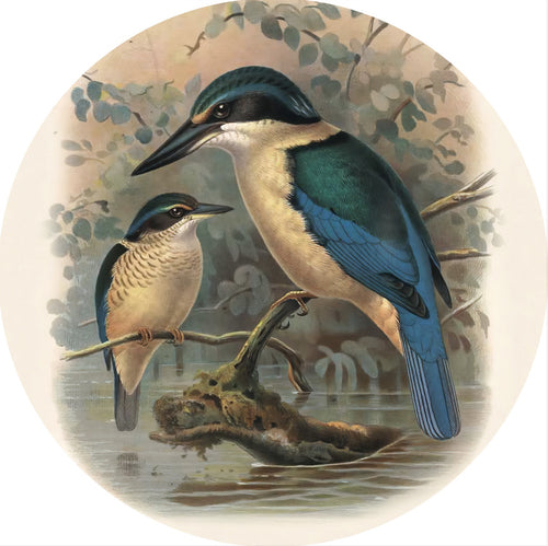 Native Bird Coaster/Placemat - Kingfisher (Walter Buller)