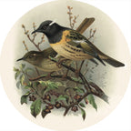 Native Bird Coaster/Placemat - Stitch Bird (Walter Buller)