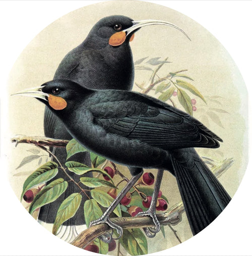 Native Bird Coaster - Huia (Walter Buller)