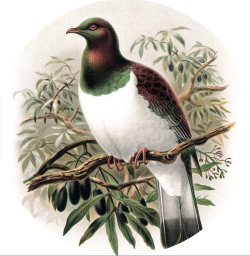 Native Bird Coaster/Placemat - Kereru (Walter Buller)