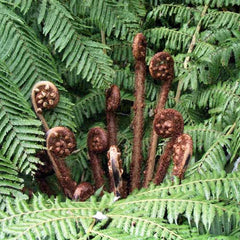 Recycled Glass Fern Frond Earrings