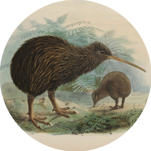 Native Bird Coaster/Placemat - Kiwi (Walter Buller)