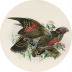 Native Bird Coaster/Placemat - Kea (Walter Buller)