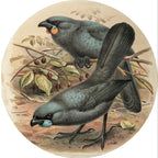 Native Bird Coaster/Placemat - Kokako (Walter Buller)
