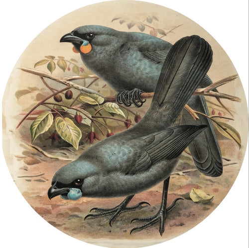 Native Bird Coaster/Placemat - Kokako (Walter Buller)