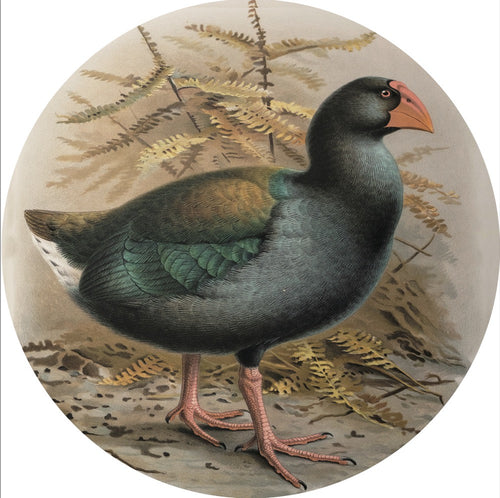 Native Bird Coaster/Placemat - Takahe (Walter Buller)