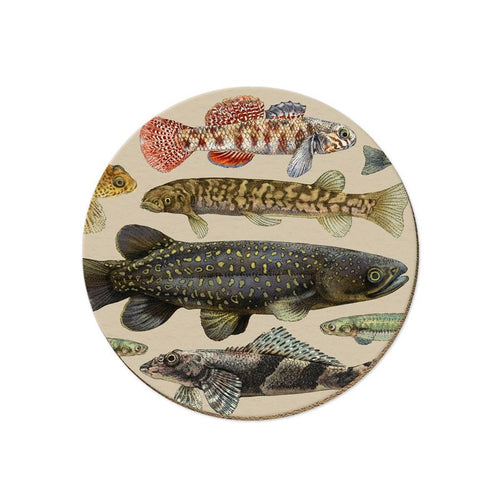 Coaster -NZ Freshwater Fish