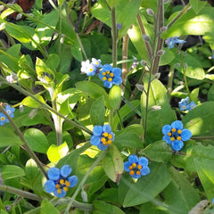 Glass Art - Forget Me Nots 