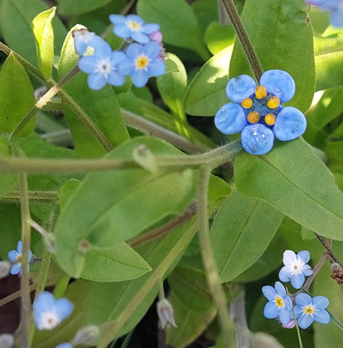 Glass Art - Forget Me Nots