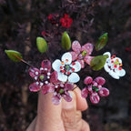 Glass Art - Native Flora: Manuka Stem