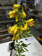 Kowhai Flower Spray