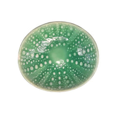 Kina Collection - 10cm Ceramic Bowl