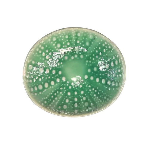 Kina Collection - 10cm Ceramic Bowl