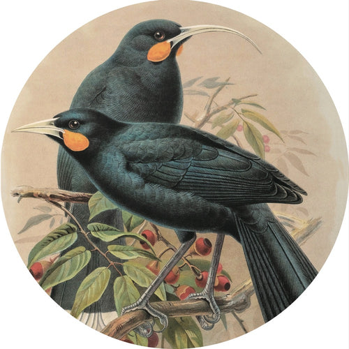 Native Bird Coaster / Placemat - Huia (Walter Buller)