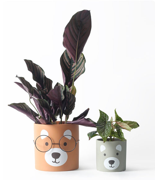 Cute Bear Face Planter - Grey