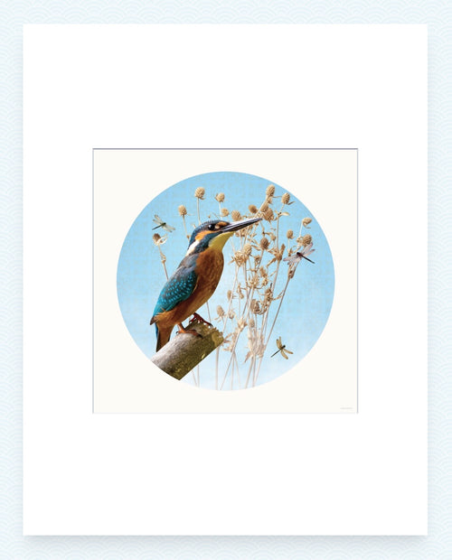Mattboard - Mister Kingfisher