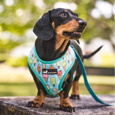 Reversible Dog Harness - Mint Ice design