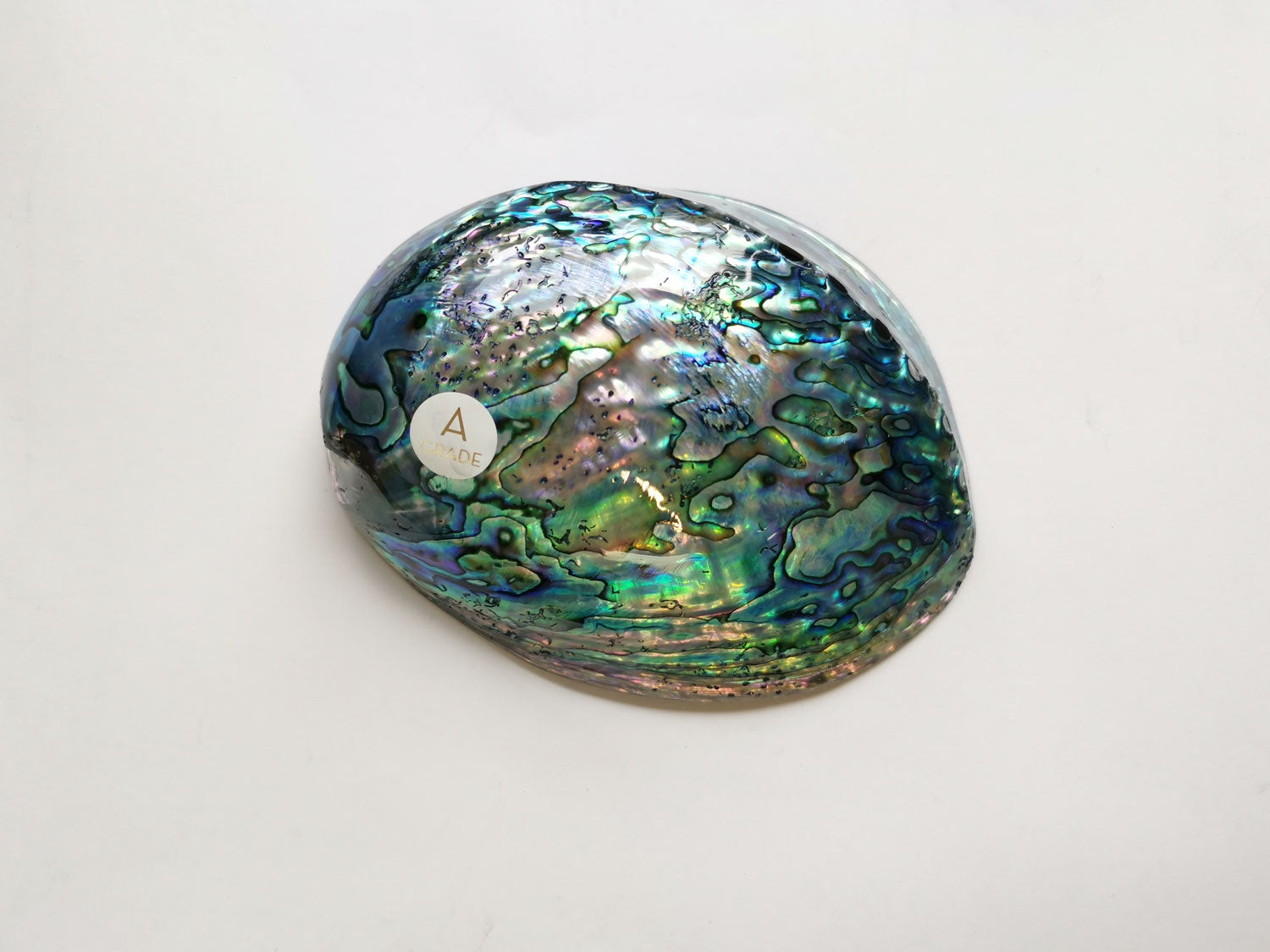 Polished New Zealand Paua Shell No 2 – gecko in the village