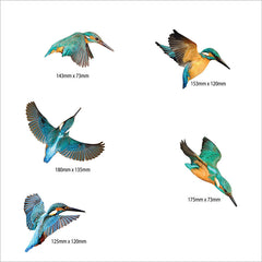 Printed ACM Birds Set -Kingfisher