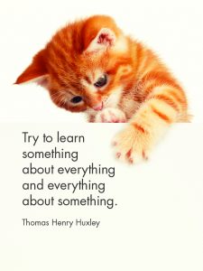 KITTEN TALES 24 Quotation cards + STAND