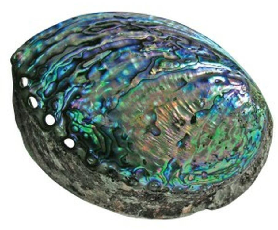 New zealand hot sale paua shell