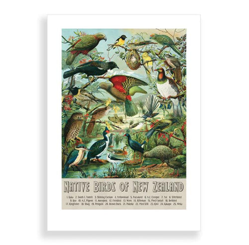 Native Birds of NZ A3 Print