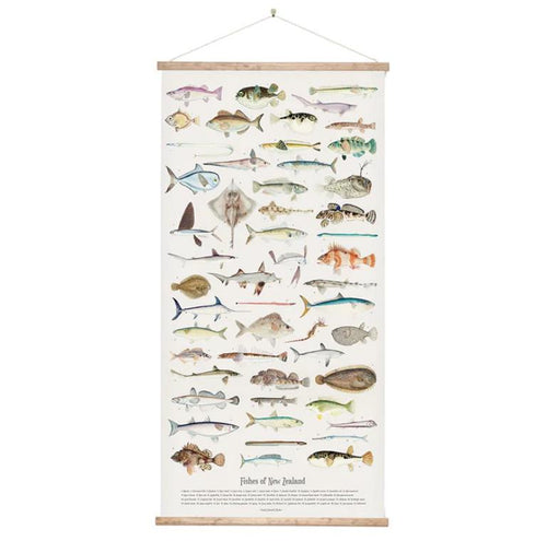 Fishes of New Zealand Wall Chart